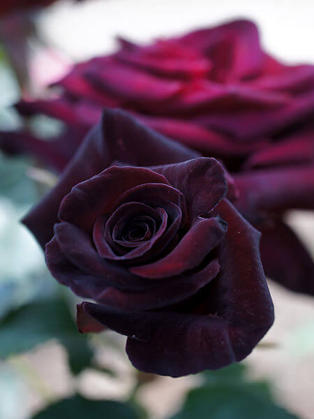 rose noire black baccara