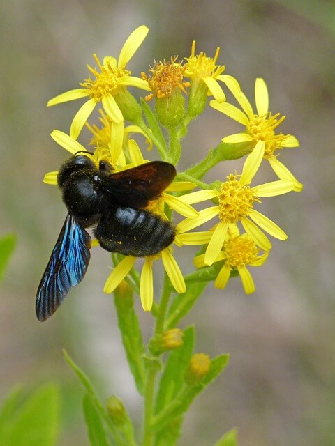 abeille charpentiere butinant une fleur jaune