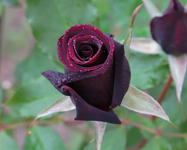 rose noire almost black