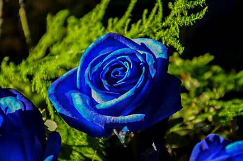 rose bleue midnight blue
