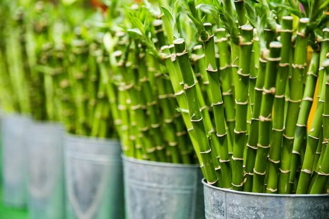 Bambou : faire une jardinière brise-vue
