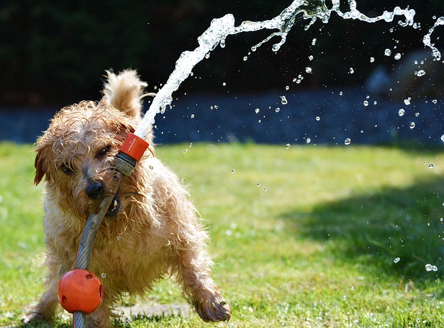 chien joue avec l'eau