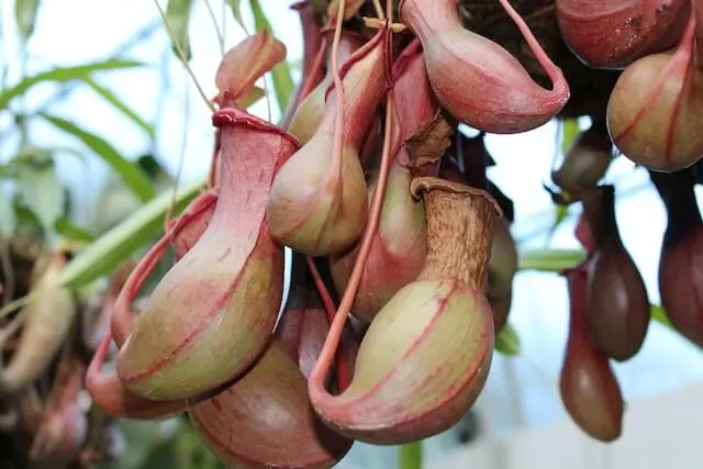 nepenthes plante carnivore