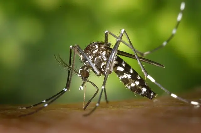 Eloigner les Moustiques : 10 Solutions Naturelles