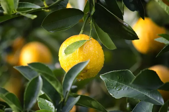 senteur citron
