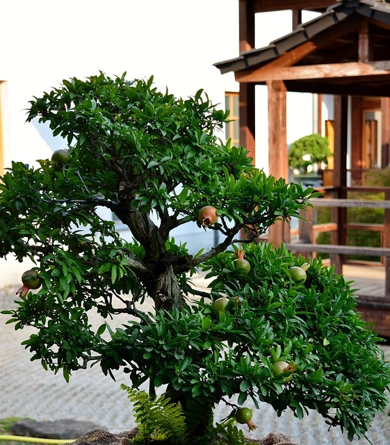 grenadier bonsaï