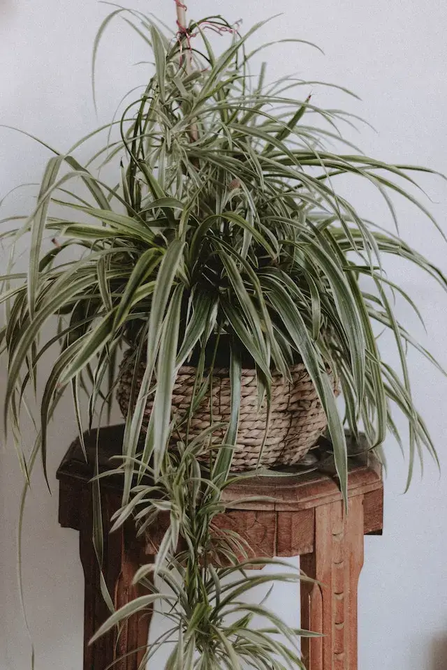 chlorophytum plante retombante pour intérieur