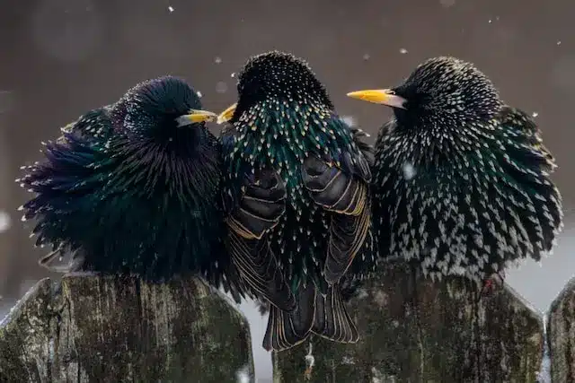oiseaux starling en anglais en hiver se réchauffent