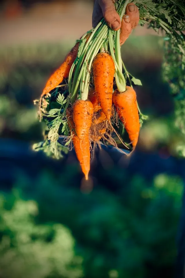 carottes- en automne