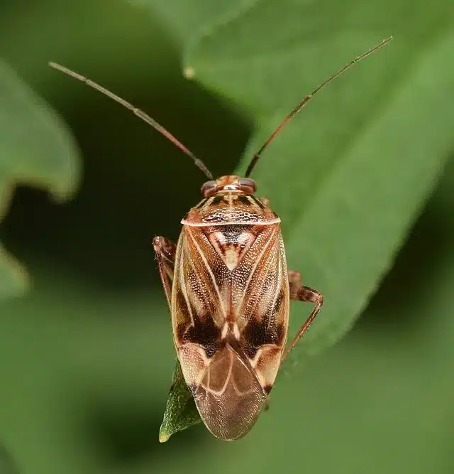 Lygus lineolaris