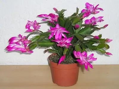 photo de pot de fleur avec un cactus de noel Schlumbergera rose