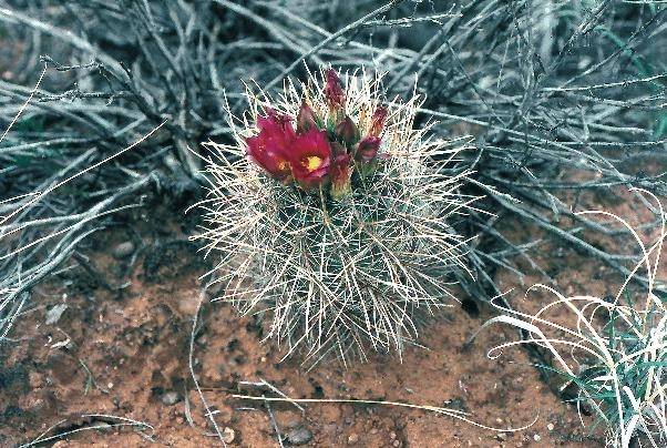 cactus Sclerocactus parviflorus