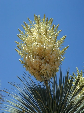 Yucca filamentosa en fleur sur un ciel bleu