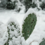 Plantes grasses d’extérieur et cactus qui résistent au froid