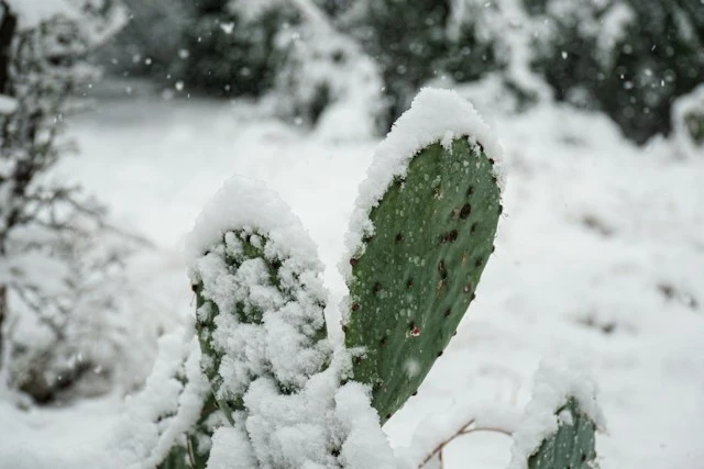 cactus sous la neige