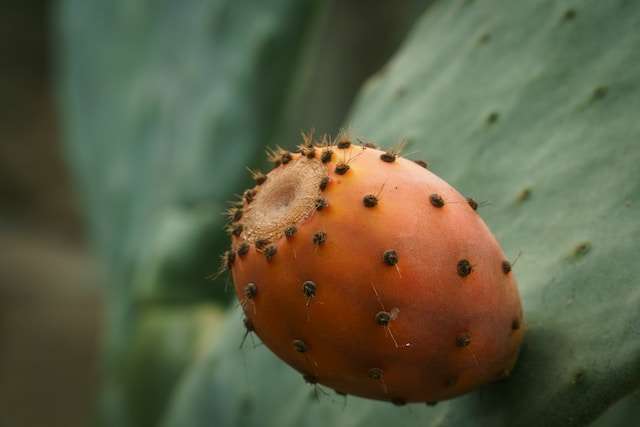 la figue, délicieux fruit du cactus