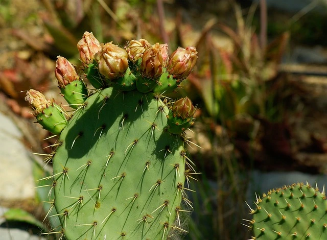 cactus en fleur