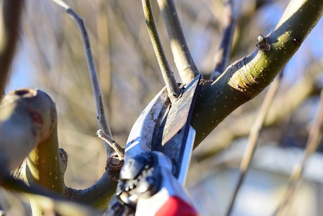 sécateur coupant une branche de pommier avant l'hiver