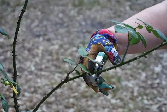 sécateur taillant un plant de rosier avant l'hiver