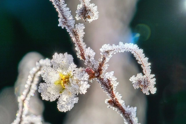 fleur gelée pendant l'hiver