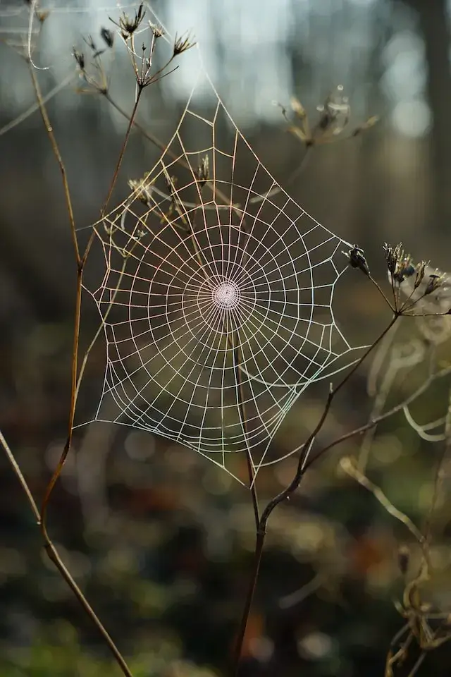 toile d'araignée en spirale bénéfique