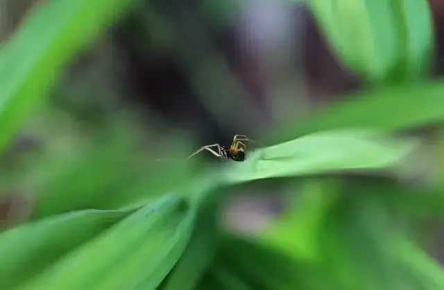 petite araignée dans le jardin