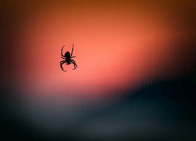 araignée dans le jardin sur fond de soleil couchant