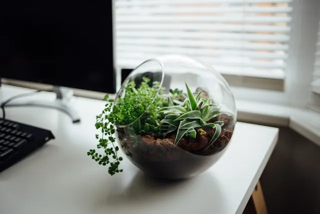 compost dans un petit pot de fleur sur un bureau