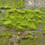 Dépôts verts : comment les éliminer sur votre terrasse
