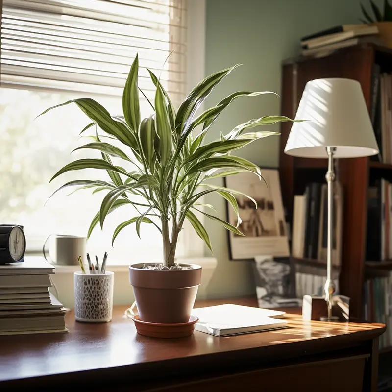 dracaena dans la lumière, une des jolies plantes vertes sur le bureau