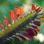 Euphorbia Trigona : Entretien et Culture