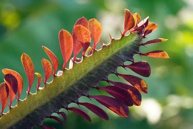 Euphorbia trigona et ses petites feuilles rouges