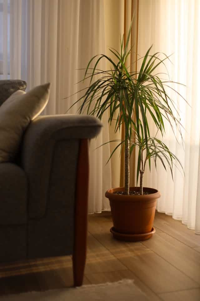 dracaena plante interieur