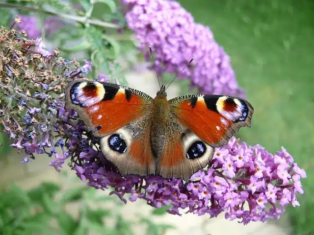 Arbre à Papillons : Le Buddleia