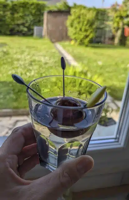 noyau d'avocat mis à germer dans un verre d'eau