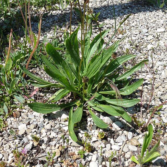 plantain lancéolé remède presque miracle