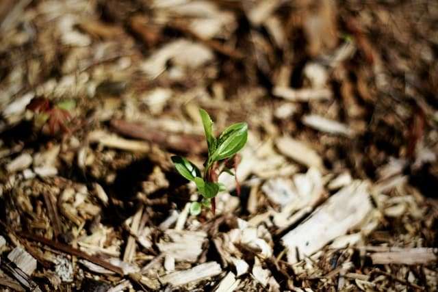 paillage de plante pour réduire la déperdition d'eau