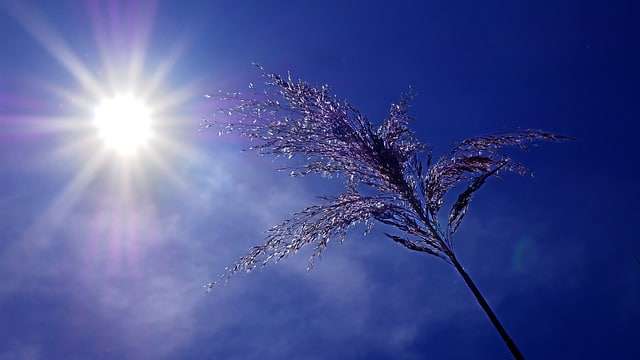 Été : Les plantes résistantes à la canicule