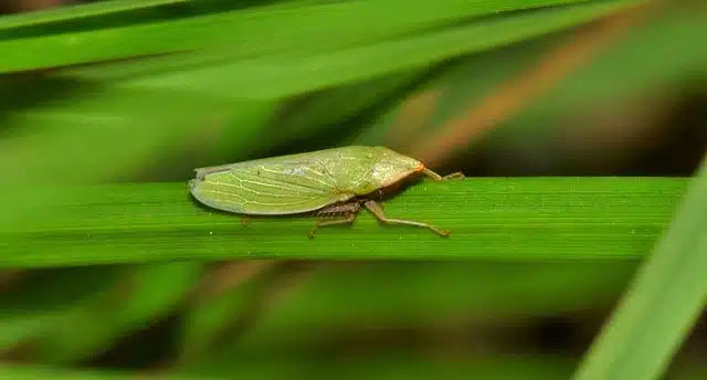 cicadelle verte adulte sur une tige