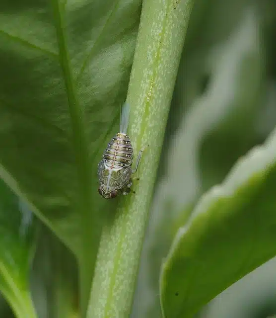 nymphe de cicadelle ecumeuse