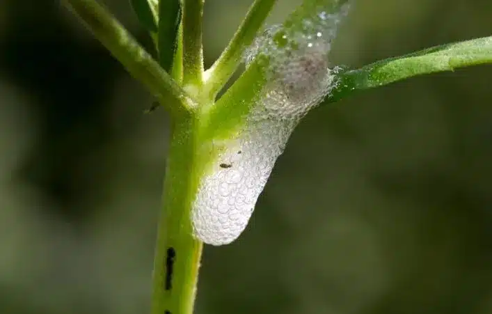 Cicadelle : l’insecte qui bave sur les plantes