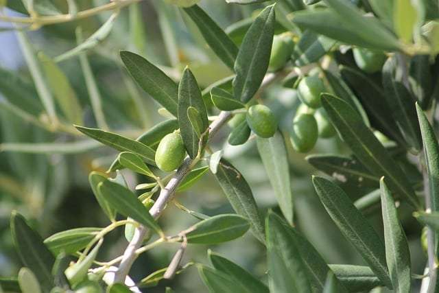 olives vertes sur olivier en gros plan