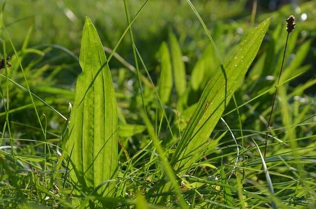 feuilles de plantain