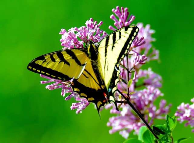 papillon machaon