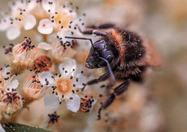 bourdon sur une fleur