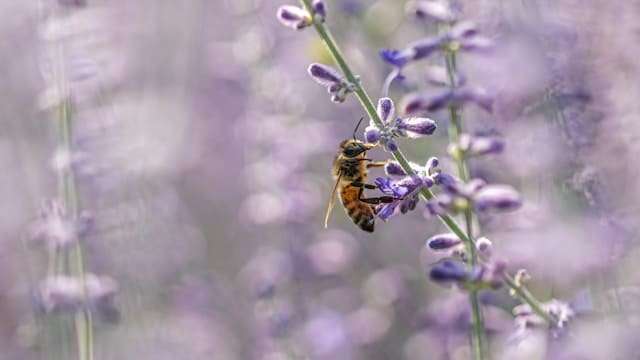 Plantes pour attirer les pollinisateurs : Créer un havre pour les insectes utiles