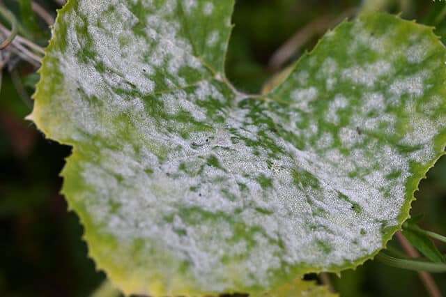 feuilles de courgettes blanches, c'est de l'oïdium