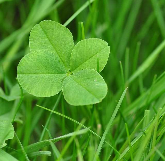 la plus connues des superstitions liées aux plantes : le trèfle à quatre feuille