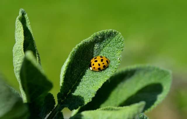 coccinelle sur feuille de sauge