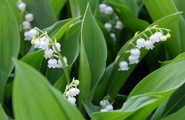 le muguet, tout un symbole